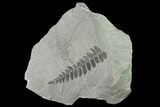 Pennsylvanian Fossil Fern (Neuropteris) Plate - Kentucky #142432-1